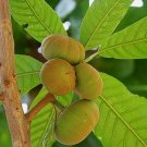 ~ROSS SAPOTE~ Pouteria rossiana cv ROSS Sapote Zapote med 12+in Potd Plant FJ