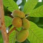 ~ROSS SAPOTE~ Pouteria rossiana cv ROSS Sapote Zapote med 12+in Potd Plant FJ