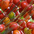 ~JELLY BEAN PALM~ Synechanthus fibrosus MONKEYTAIL PALM Med potd 24+in Plant FJ