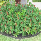 ~DWARF FRENCH KISS~ Costus woodsonii FJ