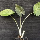 ~REGAL SHIELDS~ Alocasia AWESOME Elephant Ear Live Potd Starter Plant FJ