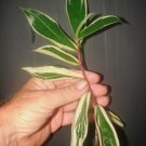 ~DARCY~ Costus speciosus SPIRAL FLAG GINGER Variegata live small potted PLANT FJ