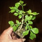 ~Guajilote~ Parmentiera Aculeata CUCUMBER FRUIT Tree Live Sml Potd Starter Plant FJ