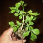 ~Guajilote~ Parmentiera Aculeata CUCUMBER FRUIT Tree Live Sml Potd Starter Plant FJ