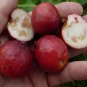 ~RED STRAWBERRY GUAVA~ Psidium cattleianum YUMMY FRUIT NICE 36+" Potted Plant FJ