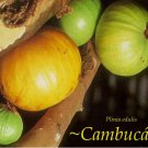 ~CAMBUCA~ Plinia edulis Fruit Tree Mango-Papaya taste 12-18"+in Potd large Plant FJ