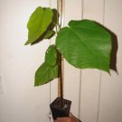 ~MOCAMBO~ Theobroma bicolor WHITE CACAO TREE Balam-te JAGUAR TREE Large PLANT FJ