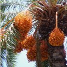 10+ Silver Date Palm seedlings Phoenix sylvestris Cold Hardy Landscape Palm Tree FJ