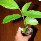 ~KWAI MUK~ Artocarpus hypargyraeus Rare Fruit Tree Live 30-40+inch Plant FJ