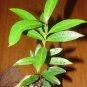~POMA ROSA~ SACRED FRUIT TREE Syzygium Jambos ROSE APPLE Large Potd 3-4&acirc;�� Plant FJ