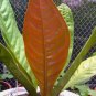 ~SUPERBUM~ Anthurium SPECTACULAR Patent Leather Leaves Live 18-30+" Potted PLANT FJ