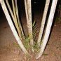 ~MacArthur Palm Tree~ Ptychosperma macarthurii Palm BareRoot Plant 15+ Seedlings FJ