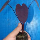 ~BLACK MAGIC~ TARO Colocasia antiquorum Elephant Ear Live small starter Plant FJ
