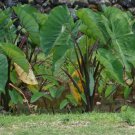 ~PURPLE GUPPY~ TARO Colocasia esculenta NATIVE HAWAIIAN ELEPHANT EAR Potd Plant FJ