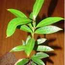 ~POMA ROSA~ SACRED FRUIT TREE Syzygium Jambos ROSE APPLE Live Medium Potd Plant FJ