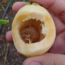 ~POMA ROSA~ SACRED FRUIT TREE Syzygium Jambos ROSE APPLE Live small Potd Plant FJ