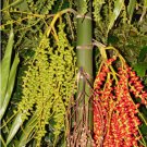 ~MacARTHUR~ Palm Tree from Papua New Guinea Nice Landscape Plant FJ