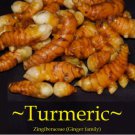 LIVE 5 TURMERIC Rhizomes Curcuma longa Edible Orange Ginger ~Canoe Plant~ 'OLENA FJ