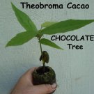 ~CACAO~ seedling Cocoa healthy Chocolate Tree Tropical Fruit small POT'D starter FJ
