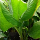 ~TURMERIC~ Curcuma longa 'OLENA Edible SPICE Orange Ginger BareRoot 3 Rhizomes FJ