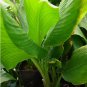 ~TURMERIC~ Curcuma longa 'OLENA Edible SPICE Orange Ginger BareRoot 3 Rhizomes FJ