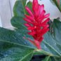 HAWAIIAN RED GINGER Alpinia purpurata ~ NOT A RHIZOME this is Small POTTED PLANT FJ
