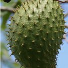 ~SOURSOP~ Annona Muricata XL FRUIT TREE Guanabana Potted Plant 3-4+ FT FJ