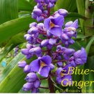 ~SAPPHIRE BLUE GINGER~ Gorgeous TROPICAL-Dichorisandra thyrsiflora 3 CUTTINGS FJ