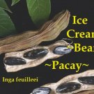 ~PACAY~ ICE CREAM BEAN Inga feuilleei FRUIT TREE Monkey Tamarind larg Potd Plant FJ