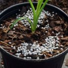 ~Nutricote~ 180 Day Safe Slow Time Release Fertilizer 12 oz HOBBY PACK FJ