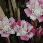 ~Malay Rose~ TORCH GINGER STUNNING Starter Plant Etlingera venusta Ready to Pot FJ