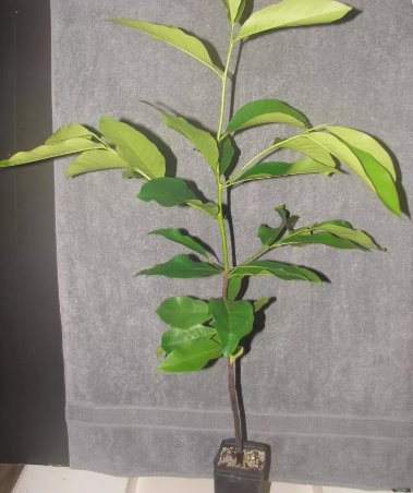 ~BLACK SAPOTE~ Diospyros digyna Chocolate Pudding Tree FJ