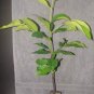 ~BLACK SAPOTE~ Diospyros digyna Chocolate Pudding Tree FJ