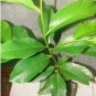 ~BLACK SAPOTE~ Diospyros digyna Chocolate Pudding Tree FJ