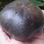 ~BLACK SAPOTE~ Diospyros digyna Chocolate Pudding Tree FJ