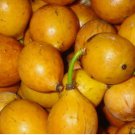 ~BAKUPARI~ Rheedia brasiliensis RARE FRUIT TREE Brazil Live small Starter Plant FJ