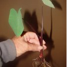 TEA CUP TARO Colocasia esculenta KALO Ornamental ELEPHANT EAR Live Starter Plant FJ