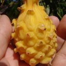 ~Yellow Dwarf~ DRAGON FRUIT Pitaya Cactus Selenicereus megalanthus 25 LIVE SEEDS FJ