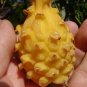 ~Yellow Dwarf~ DRAGON FRUIT Pitaya Cactus Selenicereus megalanthus 25 LIVE SEEDS FJ