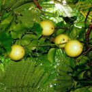 LILIKOI Passiflora edulis Yummy Yellow PASSION FRUIT 50 LIVE SEEDS Hawaii seller FJ
