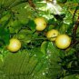 LILIKOI Passiflora edulis Yummy Yellow PASSION FRUIT 50 LIVE SEEDS Hawaii seller FJ