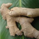 LIVE 10 Rhizomes EDIBLE GINGER ROOT Zingiber HOT & SPICY Zingiber officinale FJ