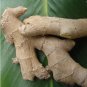 LIVE 10 Rhizomes EDIBLE GINGER ROOT Zingiber HOT & SPICY Zingiber officinale FJ
