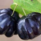 ~BLACK STAR~ Surinam Cherry Fruit Tree Eugenia uniflora LIVE Potd Plant SEEDLING FJ