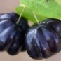 ~BLACK STAR~ Surinam Cherry Fruit Tree Eugenia uniflora LIVE Potd Plant SEEDLING FJ