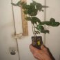 ~BLACK STAR~ Surinam Cherry Fruit Tree Eugenia uniflora LIVE Potd Plant SEEDLING FJ