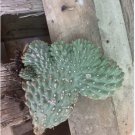 BOXING GLOVE CACTUS PLANT HEALTHY ROOTED FJ