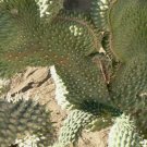 HEALTHY WELL ROOTED BOXING GLOVE CACTUS STARTER PLANT FJ