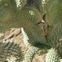 HEALTHY WELL ROOTED BOXING GLOVE CACTUS STARTER PLANT FJ