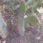 Flat Face or Road Kill Cactus (Consolea rubescens) - Live Cactus Succulent Plant FJ